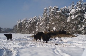 Galloways