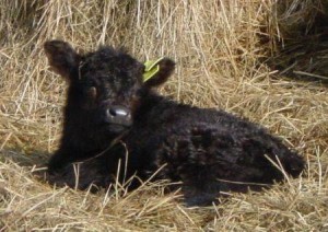Galloways