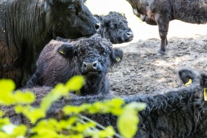 Galloways